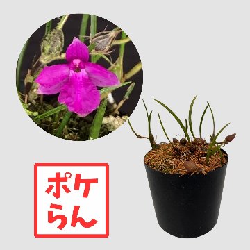 ポケらん Neolauchea pulchellaの画像