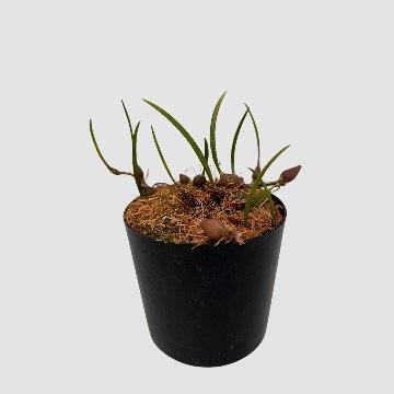 ポケらん Neolauchea pulchellaの画像