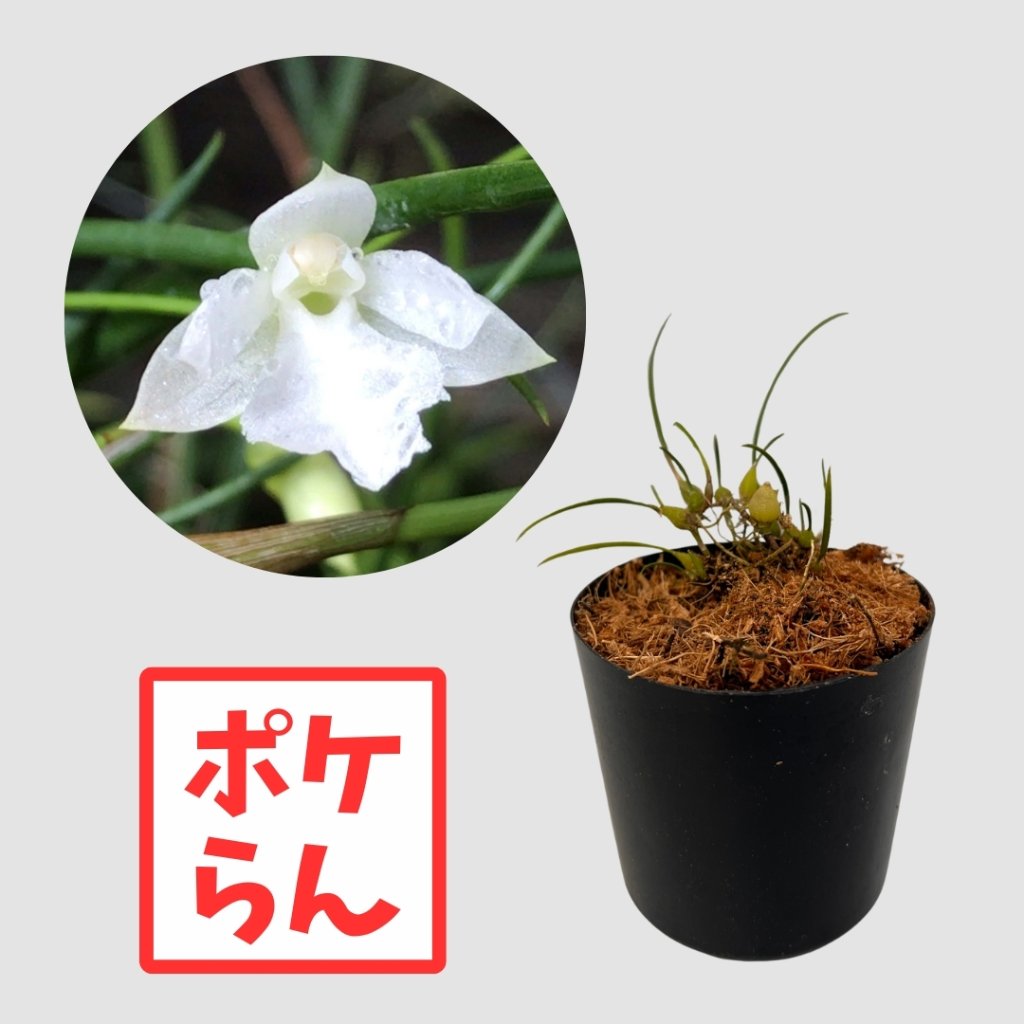 ポケらん Neolauchea pulchella albaの画像