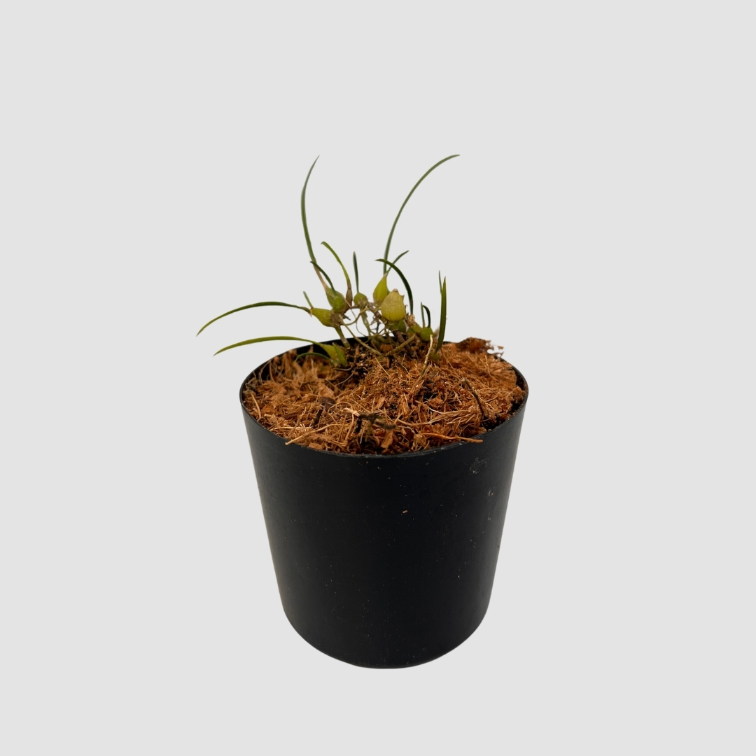 ポケらん Neolauchea pulchella albaの画像
