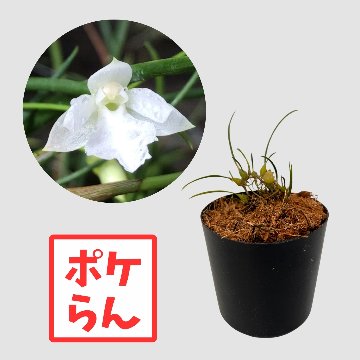 ポケらん Neolauchea pulchella albaの画像