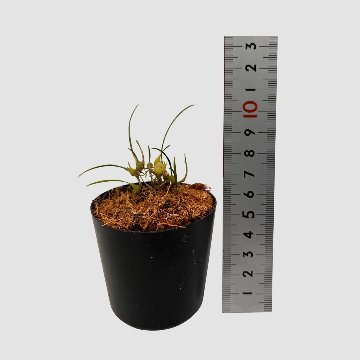 ポケらん Neolauchea pulchella albaの画像