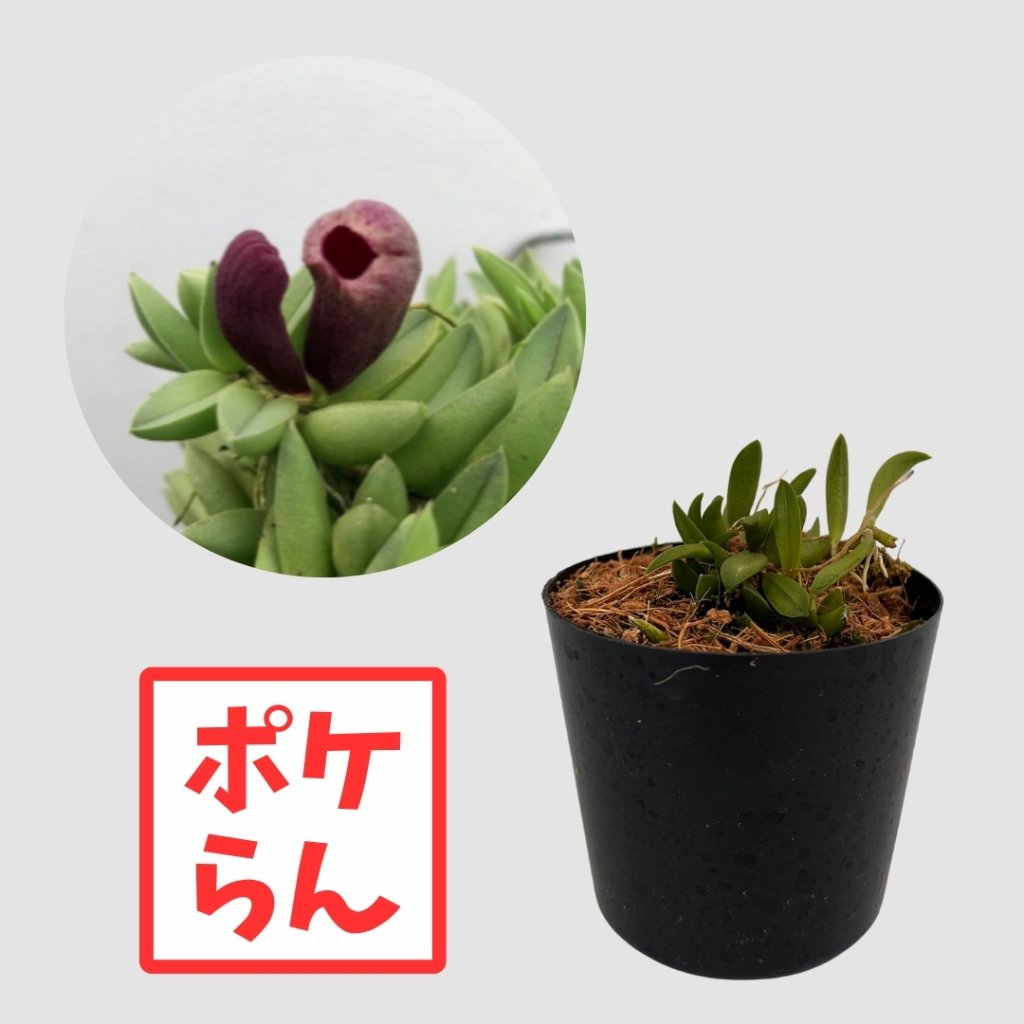 ポケらん Pleu sarraseniaの画像