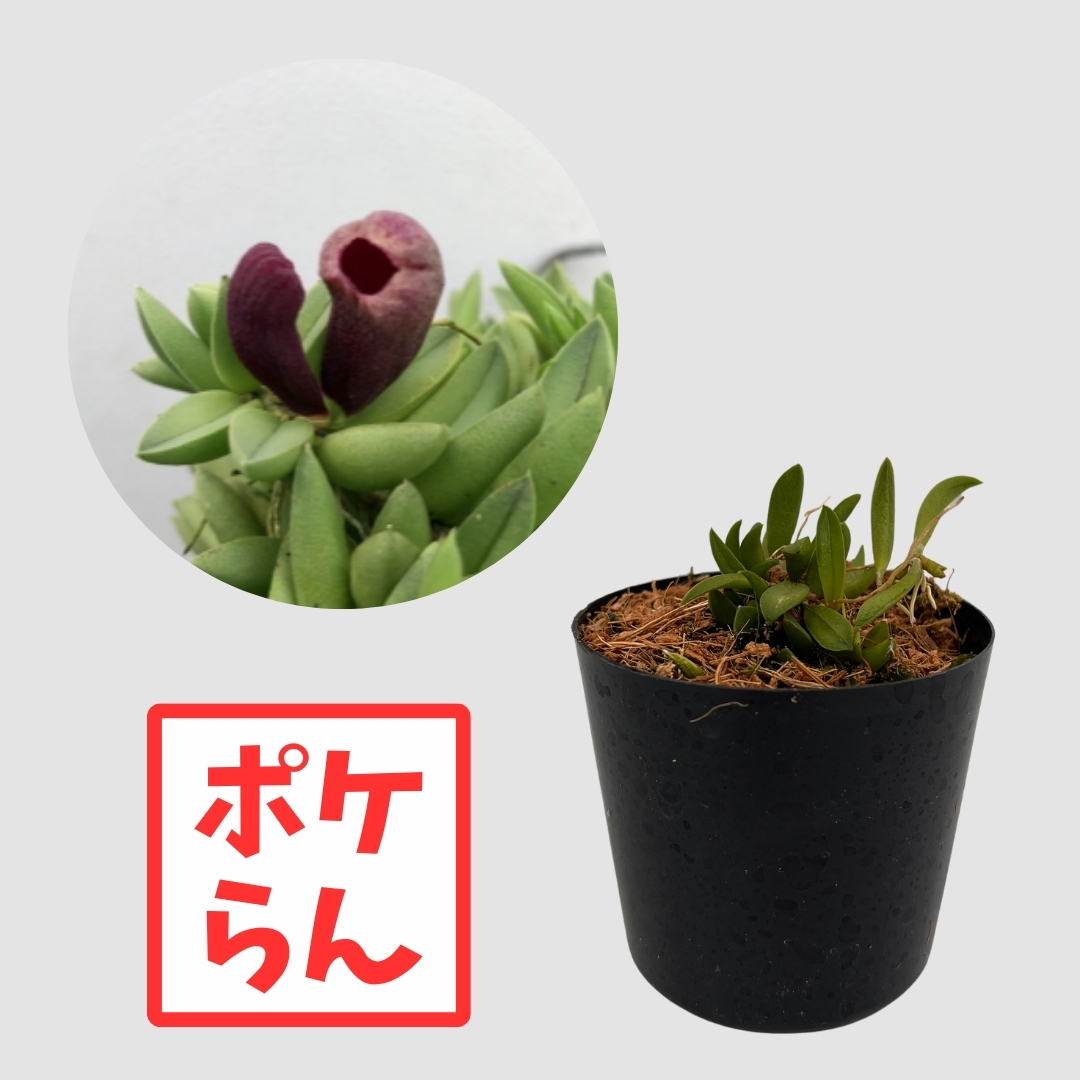 ポケらん Pleu sarraseniaの画像