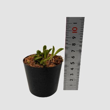 ポケらん Pleu sarraseniaの画像