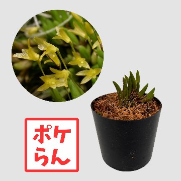 ポケらん Pleu leptotifoliaの画像