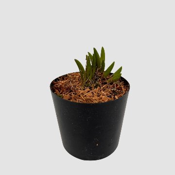 ポケらん Pleu leptotifoliaの画像