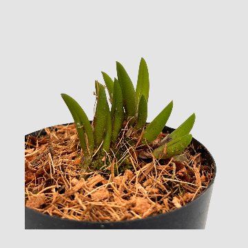 ポケらん Pleu leptotifoliaの画像