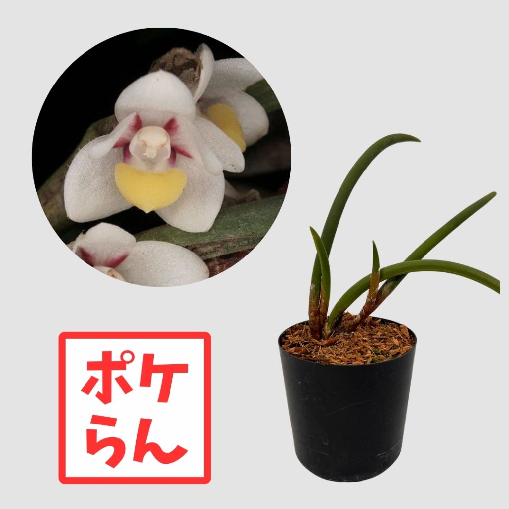 ポケらん Ceratostylis sublataの画像