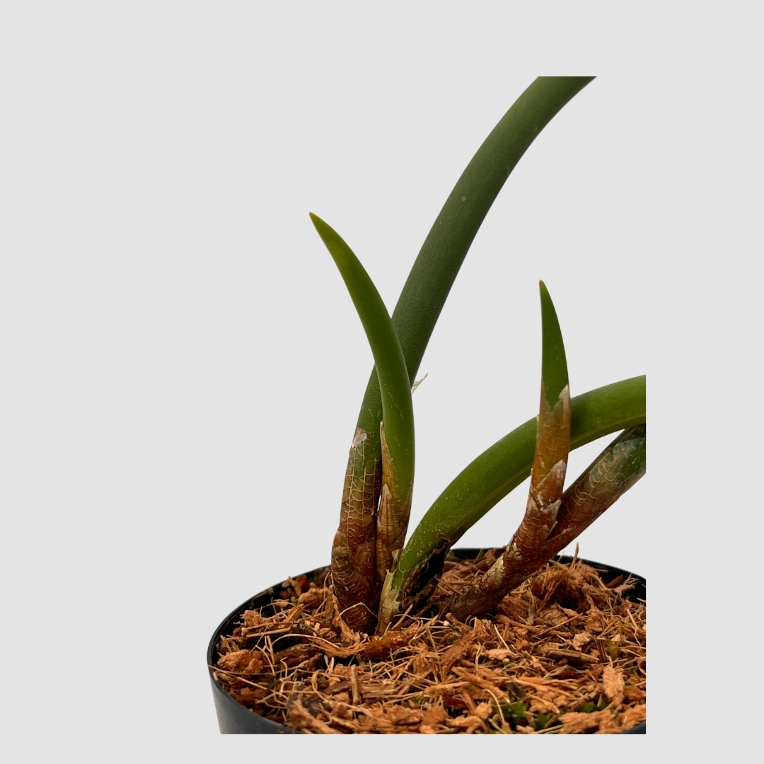 ポケらん Ceratostylis sublataの画像