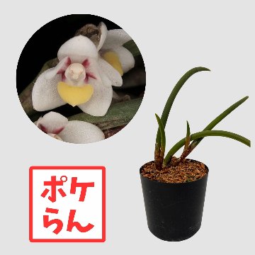 ポケらん Ceratostylis sublataの画像