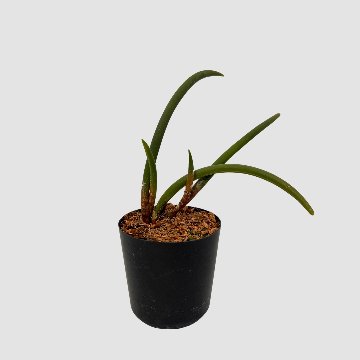 ポケらん Ceratostylis sublataの画像