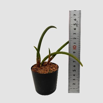 ポケらん Ceratostylis sublataの画像