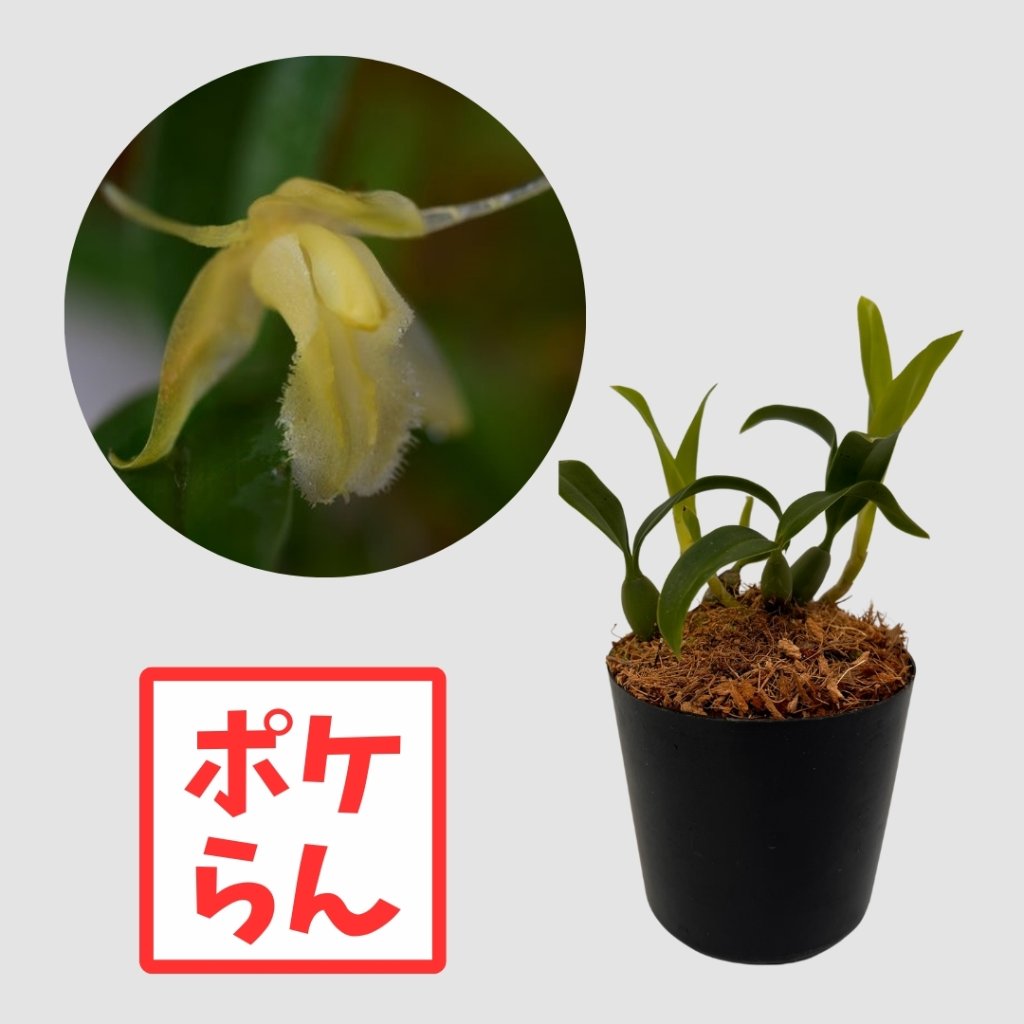ポケらん Coel uniflora albaの画像