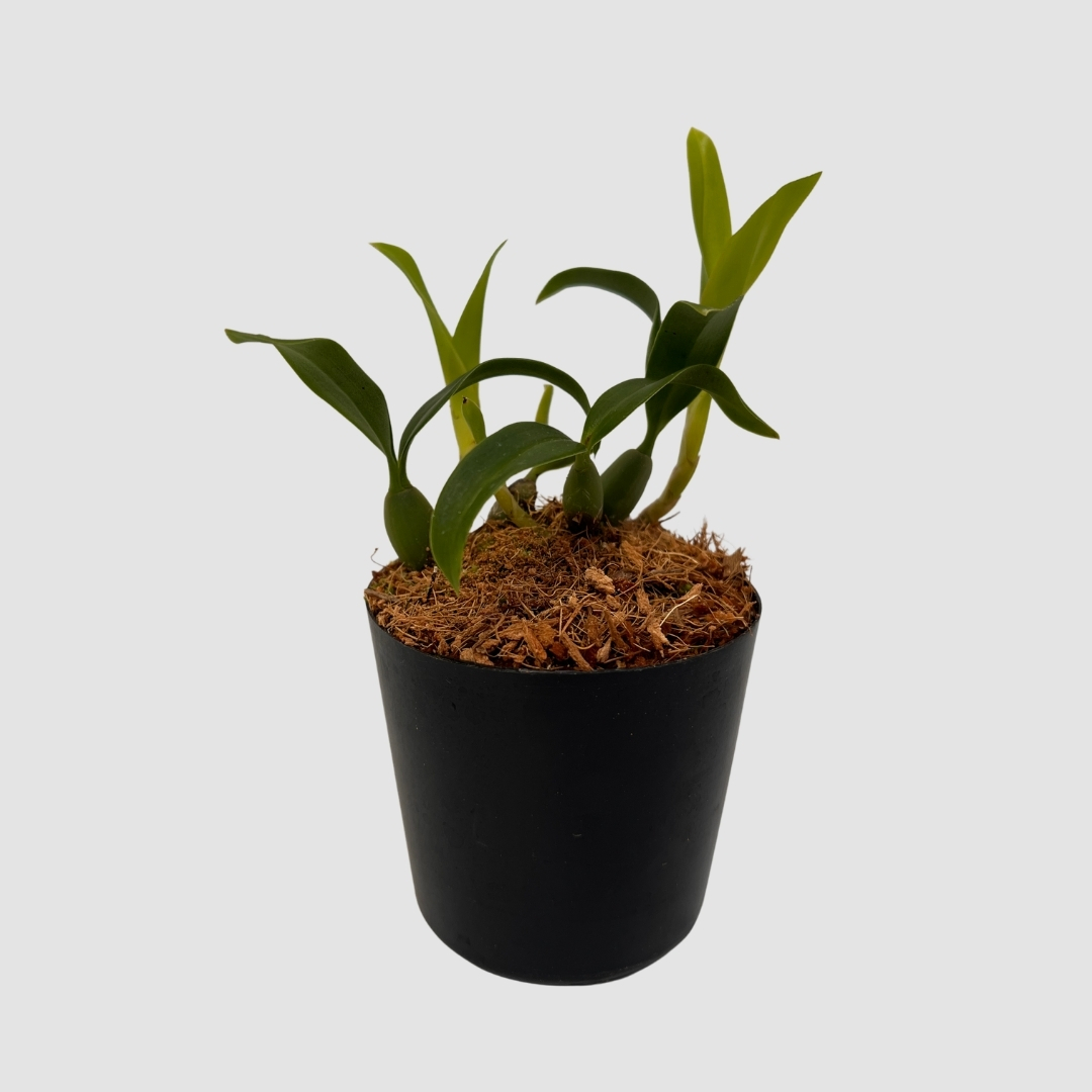 ポケらん Coel uniflora albaの画像