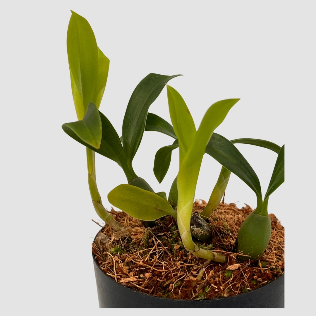ポケらん Coel uniflora albaの画像