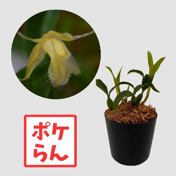 ポケらん Coel uniflora albaの画像