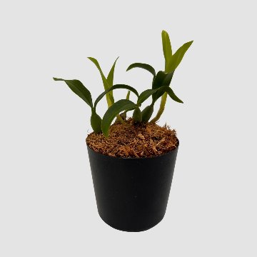 ポケらん Coel uniflora albaの画像