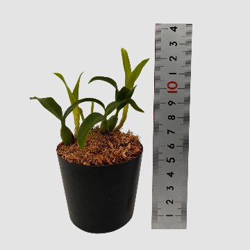 ポケらん Coel uniflora albaの画像