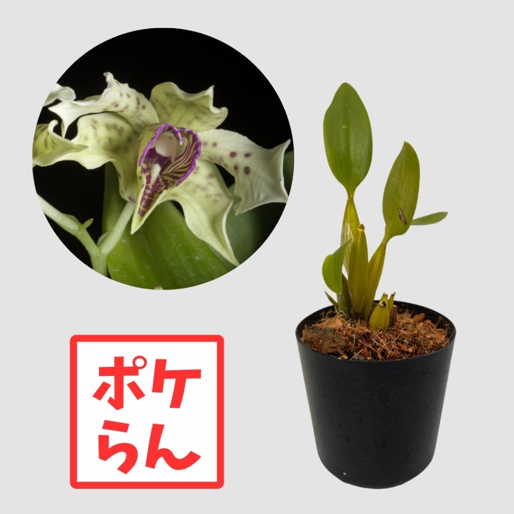 ポケらん Den normanbienseの画像