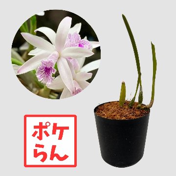 ポケらん L lundiiの画像