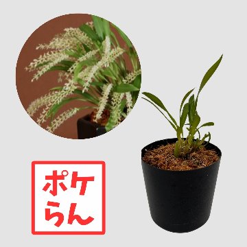 ポケらん Ddc longibulubumの画像