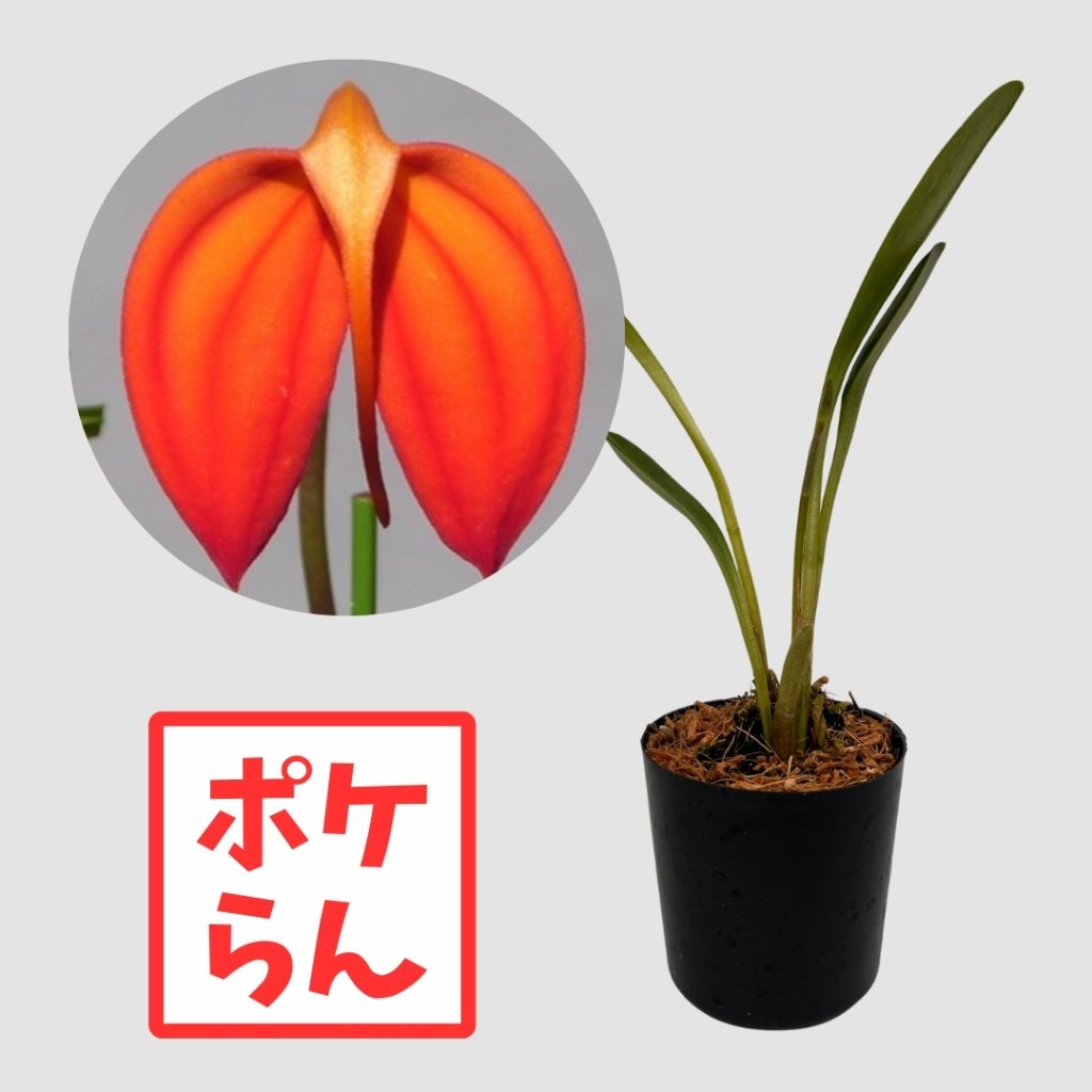 ポケらん Masd igneaの画像