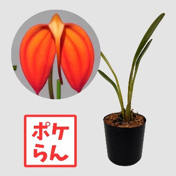 ポケらん Masd igneaの画像