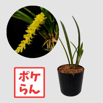 ポケらん Ddc arachnitisの画像