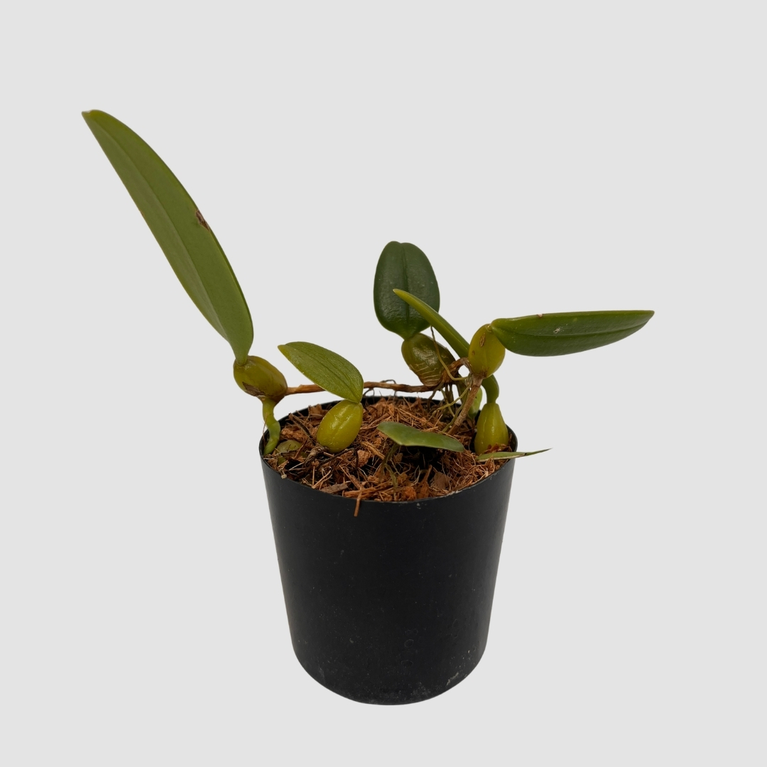 ポケらん Bulb laciochillumの画像