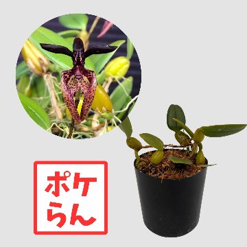 ポケらん Bulb laciochillumの画像