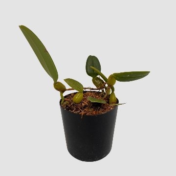 ポケらん Bulb laciochillumの画像