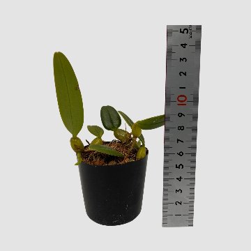 ポケらん Bulb laciochillumの画像