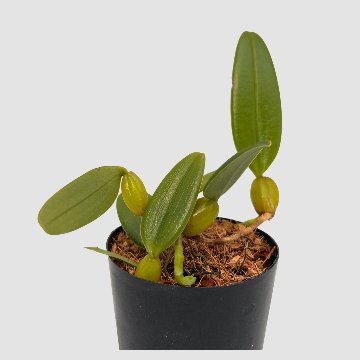 ポケらん Bulb laciochillumの画像