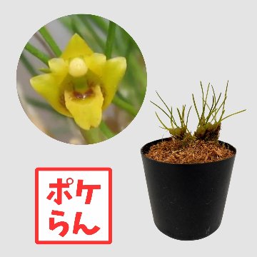 ポケらん Max vitelinifloraの画像