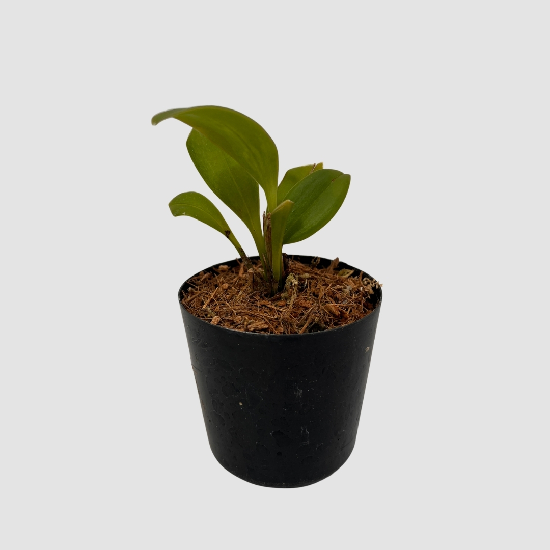 ポケらん Stelis leupogonの画像