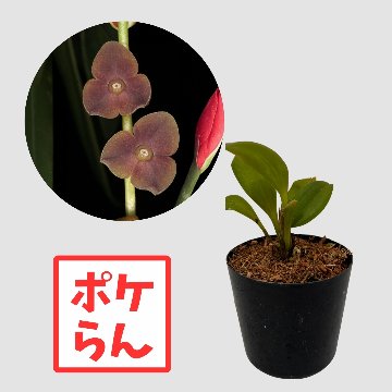 ポケらん Stelis leupogonの画像