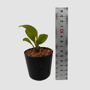 ポケらん Stelis leupogonの画像