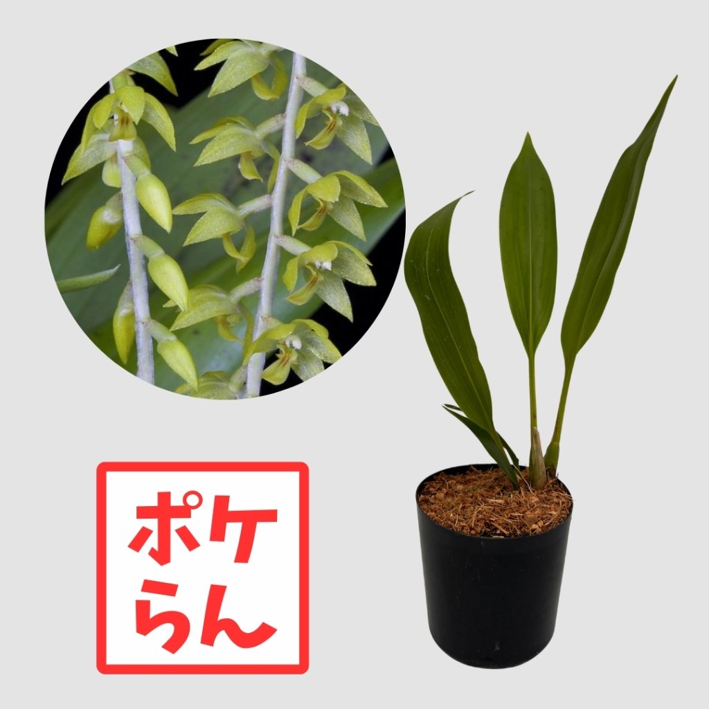 ポケらん Ddc formosumの画像