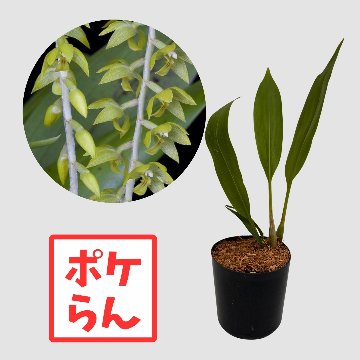 ポケらん Ddc formosumの画像