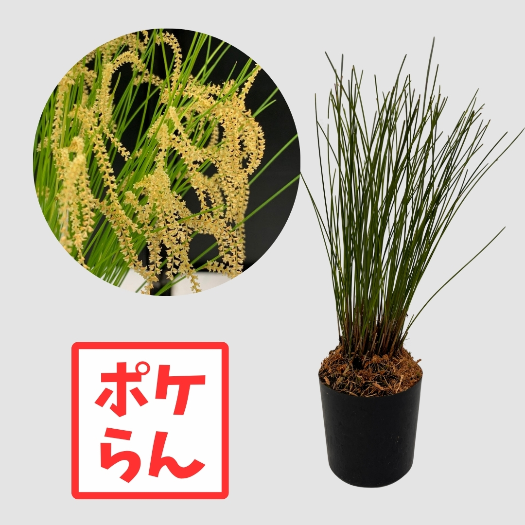 ポケらん Ddc tenellumの画像