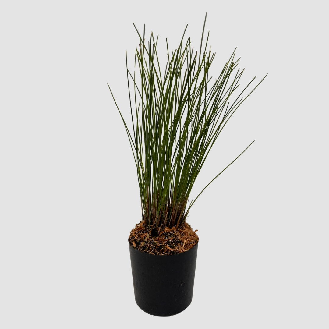 ポケらん Ddc tenellumの画像