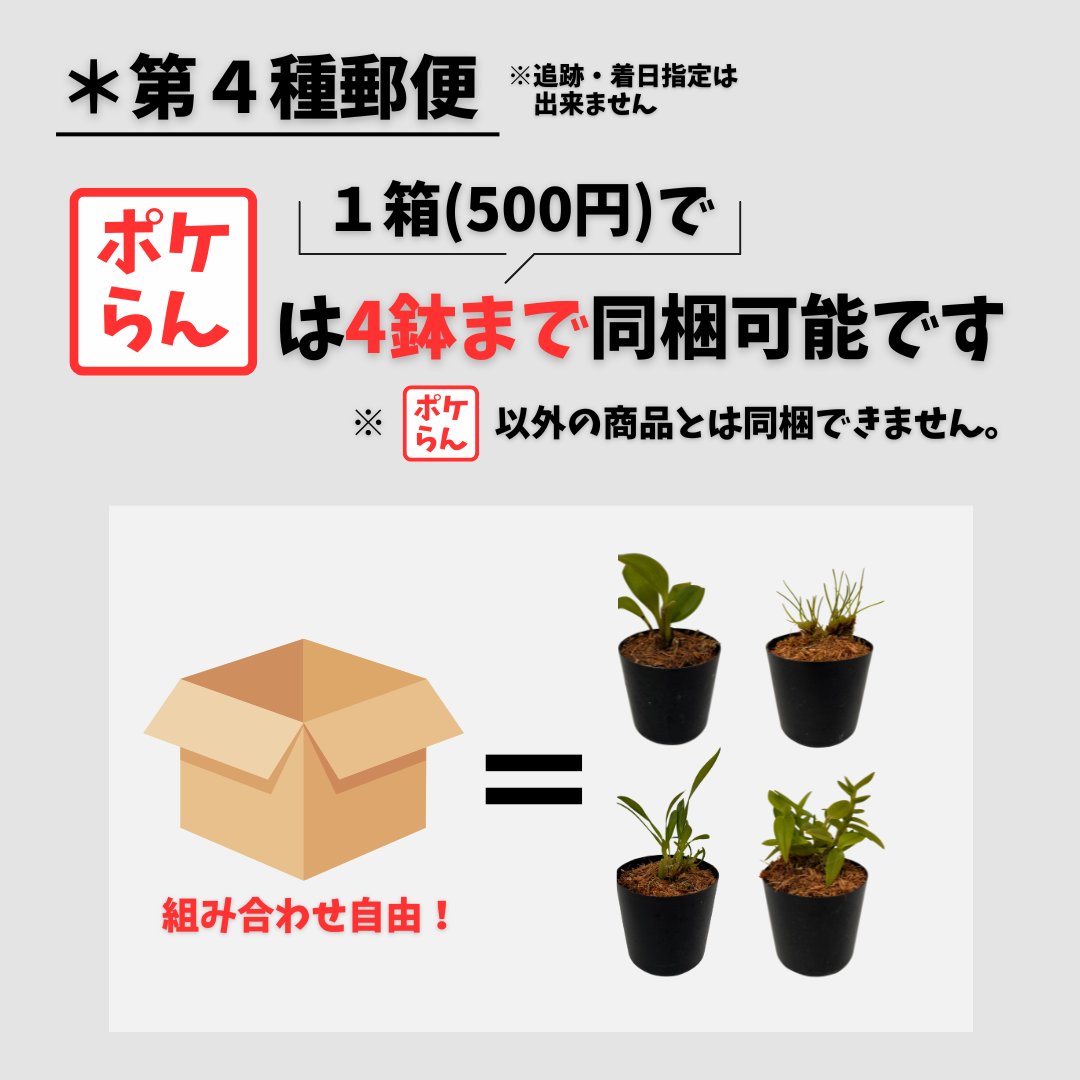 ポケらん Ddc tenellumの画像