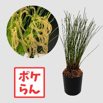 ポケらん Ddc tenellumの画像