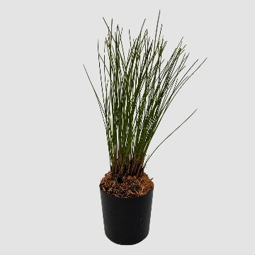 ポケらん Ddc tenellumの画像