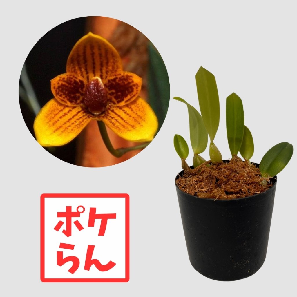 ポケらん Bulb pardalotumの画像