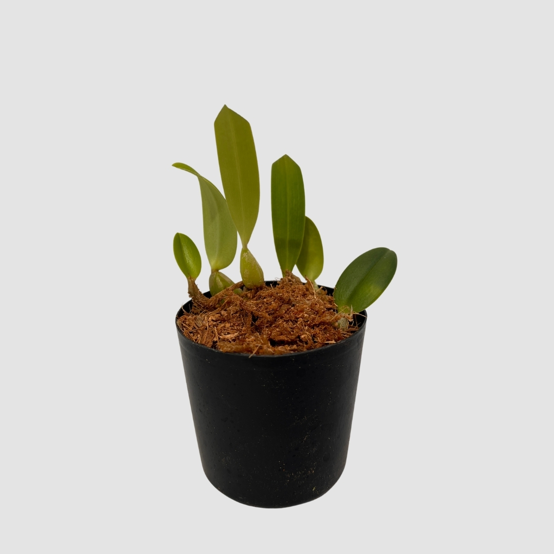 ポケらん Bulb pardalotumの画像