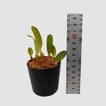 ポケらん Bulb pardalotumの画像