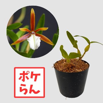 ポケらん Dinema polybulbonの画像