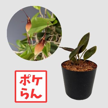 ポケらん Rest trichoglossaの画像